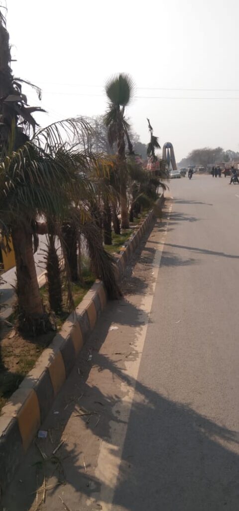 GREEN BELTS IN JHANG CITY